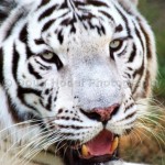 Abilene Zoo - Tiger